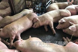 Công khai danh sách 13 thương lái tiêm thuốc an thần cho lợn