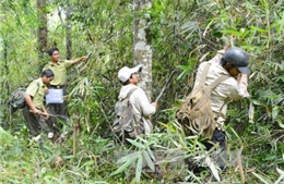 Tình trạng phá rừng trái phép ở Đắk Lắk đã giảm 