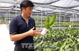 Mở hướng trồng hoa lan công nghệ cao vào Ninh Thuận 