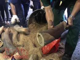 Khởi tố vụ buôn lậu hơn 1,3 tấn ngà voi trong thùng phuy nhựa đường