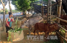 Người dân vùng cao Na Hang thoát nghèo nhờ chăn nuôi trâu, bò  