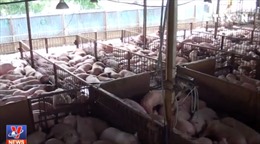 Tác hại khi ăn thịt lợn tiêm thuốc an thần