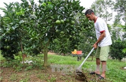 Tăng cường năng lực để nâng cao hiệu quả hoạt động khuyến nông