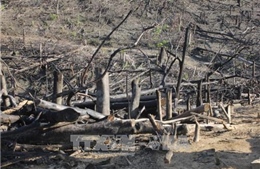 Khởi tố vụ án hủy hoại rừng phòng hộ tại huyện Hoài Ân, Bình Định