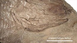 Phát hiện hóa thạch cá có niên đại 240 triệu năm 