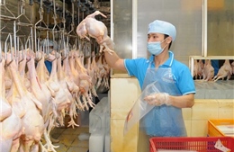 Chăn nuôi dư thừa nhưng xuất khẩu thịt vẫn là bài toán khó