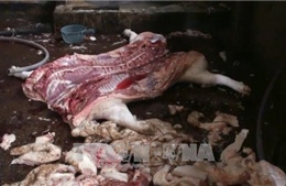  Bắt quả tang một cơ sở giết mổ lợn bị bệnh, lợn chết bán ra thị trường