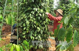 Lâm Đồng: Sạt lở đất, hơn 10 ha cà phê đang thu hoạch nguy cơ mất trắng