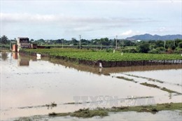 Nhiều địa phương ở Phú Thọ bị thiệt hại nặng do áp thấp nhiệt đới