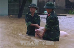 Bộ đội giúp dân &#39;chạy lợn&#39; trong mưa lũ tại Thanh Hóa