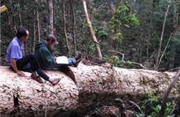 Yêu cầu kiểm điểm, xử lý trách nhiệm vụ để mất 135,8 ha rừng tự nhiên tại Đắk Nông 
