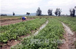 Hưng Yên: Hàng nghìn ha rau màu bị thiệt hại do mưa lớn 