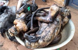 Lâm Đồng bắt quả tang quán thịt chó buôn bán động vật hoang dã