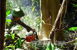Phú Yên kiểm điểm tập thể, cá nhân sử dụng rừng, đất rừng sai mục đích