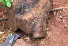 Đắk Lắk: Truy tìm các đối tượng chặt phá cây thủy tùng trên 500 tuổi 