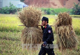 Cảnh sát cơ động Sơn La giúp bà con thu hoạch lúa