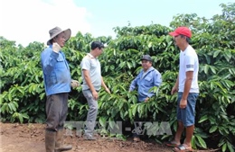 Gia Lai tái canh hơn 2.800 ha cà phê