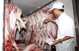 Cần vá lỗ hổng khâu trung gian về truy xuất nguồn gốc thịt lợn