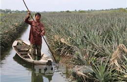 Tiền Giang 'trực chiến' bơm nước ngập, giải cứu dứa cho nông dân