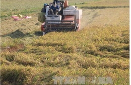 Đồng Tháp bảo vệ đê bao chống lũ cho hơn 130.000 ha lúa Thu Đông
