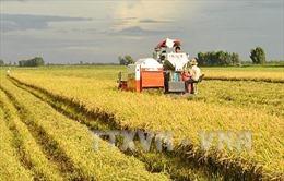 Tìm đầu ra cho lúa gạo vùng Đồng Tháp Mười - Bài 1: Hình thành những vùng liên kết sản xuất lúa lớn
