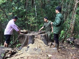 Khởi tố nguyên Trưởng Công an xã Đăk Ui (Kon Tum) về tội vi phạm quy định về khai thác và bảo vệ rừng 