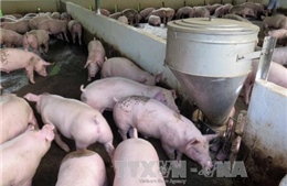 TP Hồ Chí Minh tăng cường phòng chống dịch tả lợn châu Phi và bệnh lở mồm long móng