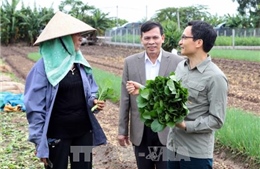 Phó Thủ tướng Vũ Đức Đam khảo sát mô hình trồng rau an toàn tại Hưng Yên 