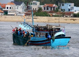 Nhiều ngư dân Quảng Ngãi liều mình ra khơi mùa biển động