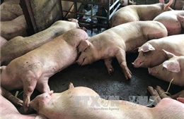 Đề xuất tăng mức xử phạt với hành vi tiêm thuốc an thần cho lợn 