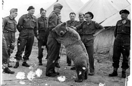 &#39;Gấu chiến binh&#39; - thành viên đặc biệt của quân đội Ba Lan trong Thế chiến II