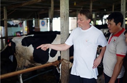 Giao lưu, tập huấn kỹ thuật chăn nuôi bò sữa giữa nông dân Hà Lan và nông dân Việt Nam