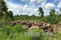 Kiểm điểm trách nhiệm cá nhân, tập thể vụ khai thác gỗ trái phép tại Đắk Lắk 