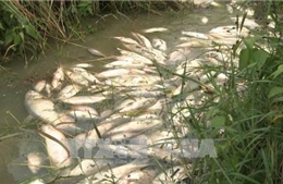 Cá chết tại Quảng Ngãi do nhiễm vi khuẩn Aeromonas spp 