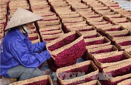 Hàng Việt được ưa chuộng tại thị trường Hàn Quốc 
