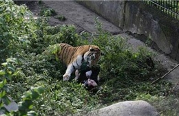 Cửa chuồng mở, hổ Siberia lao đến vồ nữ nhân viên sở thú