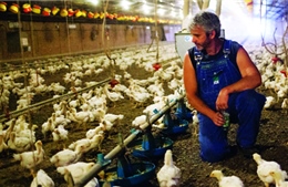 WHO kêu gọi chấm dứt sử dụng thuốc kháng sinh ở động vật khỏe mạnh 