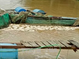 Đắk Nông: Hơn 200 tấn cá lồng bị chết do ảnh hưởng của bão số 12