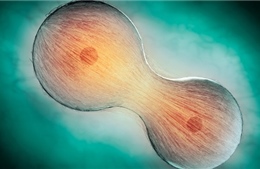 Giới khoa học tìm ra cách thần kỳ để trẻ hóa tế bào người