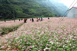 Ngắm hoa tam giác mạch đẹp mê mải ở Hà Giang