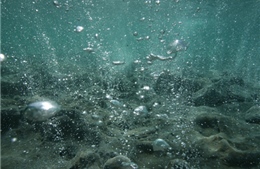 Axít hóa đại dương đe dọa toàn bộ sinh vật biển 