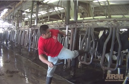 Đoạn video bạo hành bò sữa gây sốc tại Mỹ