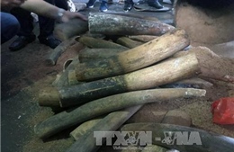 Tạm giữ 47 kg ngà voi chuyển qua đường bưu điện từ Đức về Việt Nam 