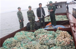 Quảng Ninh bắt giữ, tiêu huỷ gần 6 tấn hàu nhập lậu