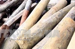 Phát hiện nhiều vụ khai thác gỗ trái phép tại Quảng Trị