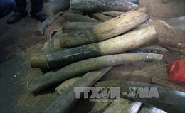 Phạt tù 4 đối tượng buôn lậu hơn 400 kg ngà voi 