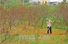 Nhiều vườn đào phai Ninh Bình chết khô sau mưa lũ, dân trồng đào lao đao