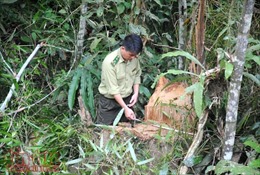 Thông tin phá rừng phòng hộ đầu nguồn ở Lào Cai chưa chính xác 