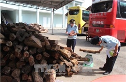 Tây Ninh bắt giữ lô gỗ trắc nhập lậu trị giá trên 2 tỷ đồng 