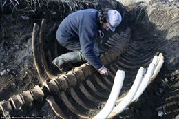 Tìm thấy bộ xương ‘quái vật biển’ không đầu dài 6 mét 